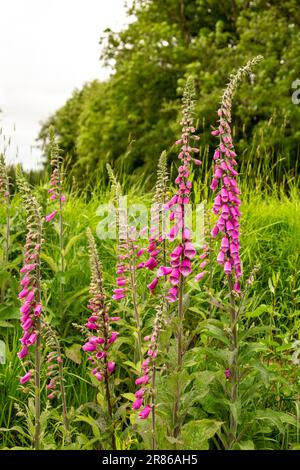 Fox Glove flowers, High Bickington, North Devon, England, United Kingdom Stock Photo