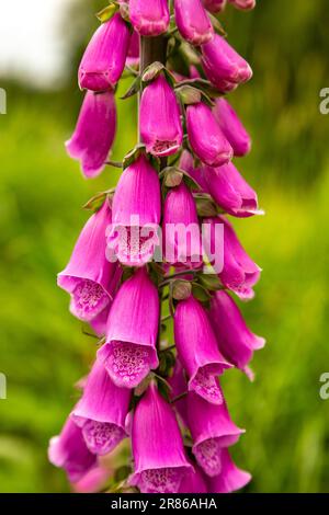 Fox Glove flowers, High Bickington, North Devon, England, United Kingdom Stock Photo