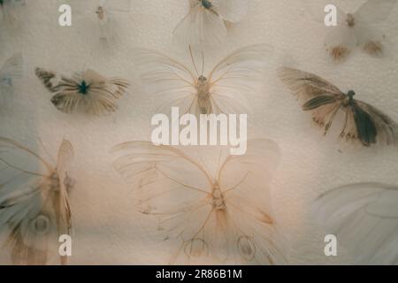 It is a lot of butterflies in the collections of the scientist attached by needles to a white background. High quality photo Stock Photo