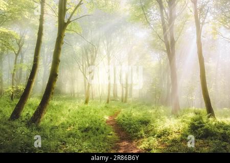 A nature walking trail through ethereal, atmospheric forest scenery with moody woodland fog and mist on a summer morning in Aberdour, Fife, Scotland, Stock Photo