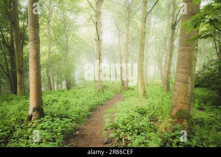 A nature walking trail through ethereal, atmospheric forest scenery with moody woodland fog and mist on a summer morning in Aberdour, Fife, Scotland, Stock Photo