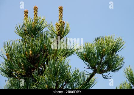 Japanese White Pine, Tree, Pinus parviflora branch Stock Photo