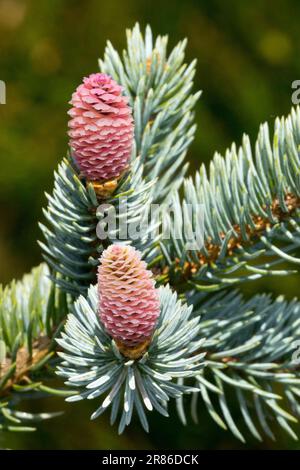 Vernal, Cones, Picea pungens, Colorado Blue Spruce, Needles, Branch, Closeup, Picea pungens 'Hoopsii' Stock Photo