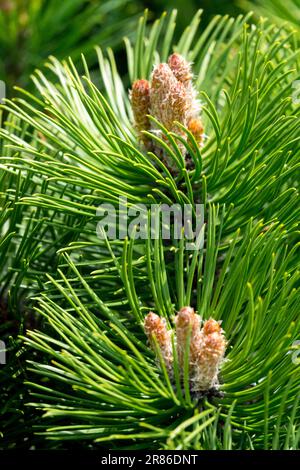 Austrian Pine, Pinus nigra 'Smaragd', Black Pine, Branch, Needles, Spring European Black Pine Twig Pinus foliage Stock Photo
