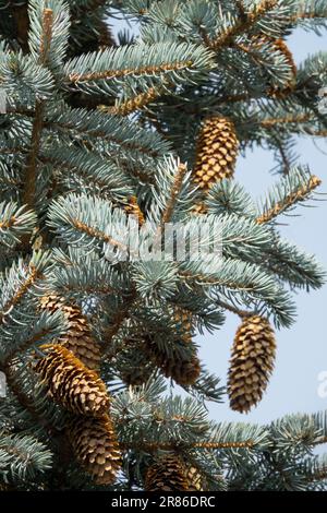 Blue Spruce Cones Picea pungens 'Hoopsii' Spruce cones Stock Photo