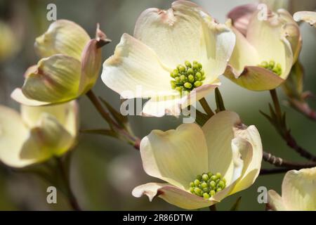 Cornus florida, Cream Flower, Cornus florida 'Rainbow' Eastern Dogwood, Creamy White, Flowering Stock Photo