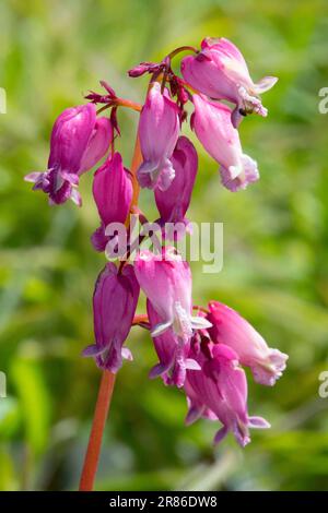 Pink Fringed Bleeding Heart, Pink, Flower, Dicentra "Luxuriant", Portrait Bleeding Heart Flower Stock Photo