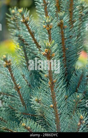 Blue Spruce Picea pungens 'Iseli Fastigiate' Stock Photo