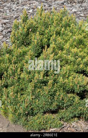Pinus sylvestris, Tree, Dwarf, Low, Cultivar, Scotch Pine, Garden, Scots Pine, Pinus sylvestris 'Longmoore' Stock Photo