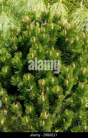 Bosnian Pine Tree Pinus heldreichii 'Karmel' Stock Photo