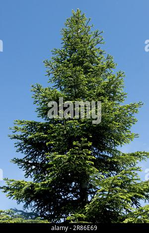 Subalpine Fir Abies lasiocarpa tree Stock Photo