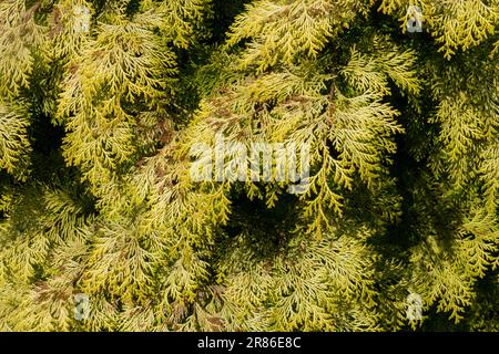 Lawson False Cypress, Chamaecyparis lawsoniana 'Mini Nova' Stock Photo