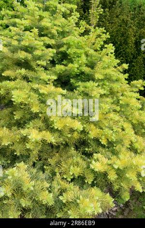 White Fir, Abies concolor 'Wintergold' Stock Photo