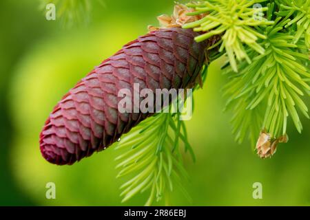 Picea abies "Aurea" Norway spruce, Picea abies cone Spruce Stock Photo