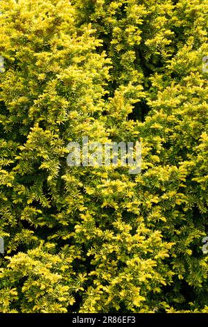 Yellow, English Yew, Taxus baccata 'Adpressa Aurea' Stock Photo