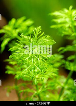 selective focus of dwarf ambulia (Limnophila sessiliflora) isolated on a fish tank with blurred background - macro close up Stock Photo