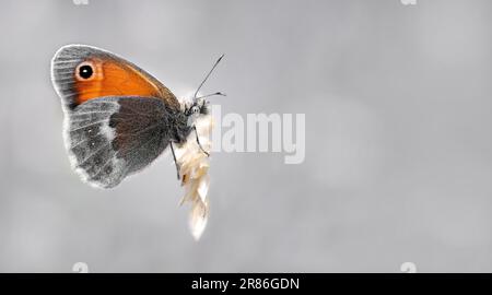A close-up of a small heath butterfly ( Coenonympha Pamphilus ) sitting on a ear of grain, soft pastel beige background, copy space, negative space Stock Photo