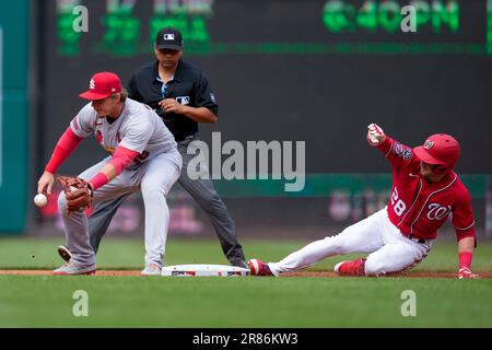 March 27, 2023; Sarasota FL USA; St. Louis Cardinals second baseman Tommy  Edman (19) throws to first base during an MLB spring training game against  t Stock Photo - Alamy