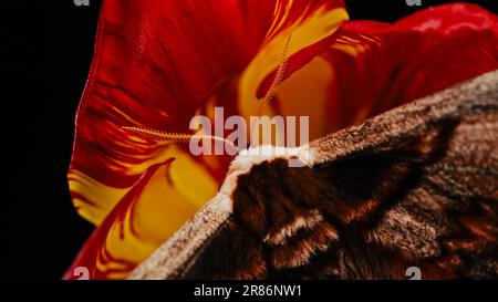 Night Butterfly - Saturnia Pyri, Giant Peacock Moth Sits On Red Tulip Flower Stock Photo