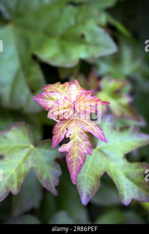New leaves of Acer campestre or field maple in spring, close up Stock Photo