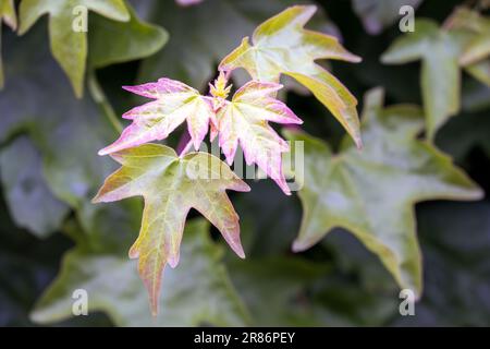New leaves of Acer campestre or field maple in spring, close up Stock Photo