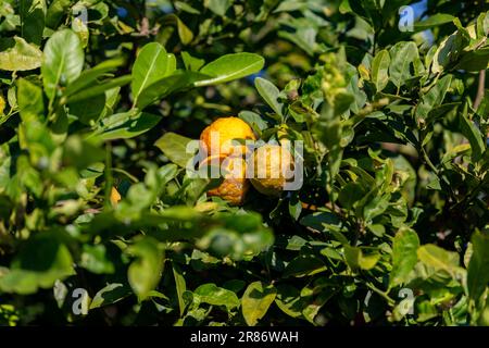 Rangpur lemon, fruit of the Rangpur lemon tree, is a citrus fruit also known in Brazil under the common names of lemon-pink, lemon-horse, lemon-egua, Stock Photo