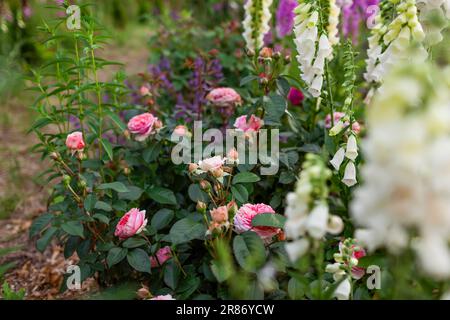 Chippendale pink roses flowers blooming in summer garden. Tantau peachy rose grows by white foxgloves and lavender Stock Photo