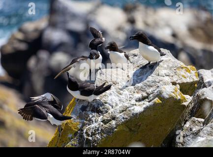 Razorbill or Lesser Auk seabirds 'Alca torda' battling for territory on rocks. One pushing another with wings. Great Saltee Island, Wexford, Ireland Stock Photo