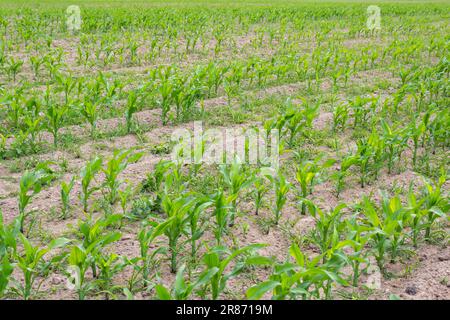 A field with young sprouts of corn planted in even rows. Stock Photo