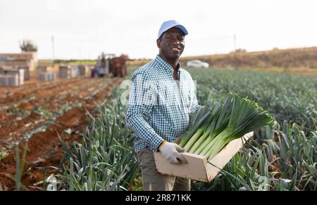 Cheerful african american worker holding box with harvested leek on field Stock Photo