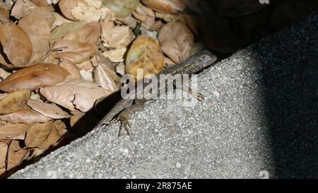 Beverly Hills, California, USA 17th June 2023 Lizard on June 17, 2023 in Beverly Hills, California, USA. Photo by Barry King/Alamy Stock Photo Stock Photo