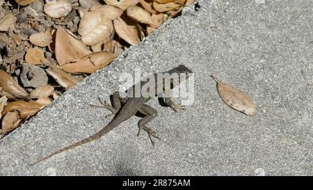 Beverly Hills, California, USA 17th June 2023 Lizard on June 17, 2023 in Beverly Hills, California, USA. Photo by Barry King/Alamy Stock Photo Stock Photo