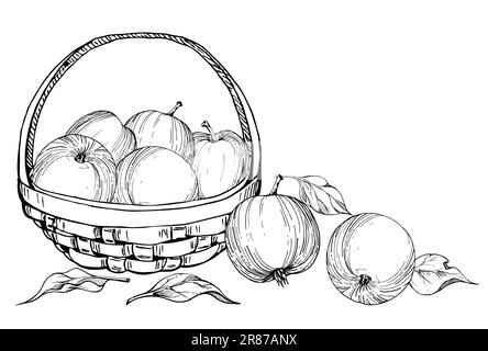 Hand drawn ink composition with apple fruits in basket, with branch and leaves, ripe, full and slices. Isolated on white background. Design for wall Stock Vector