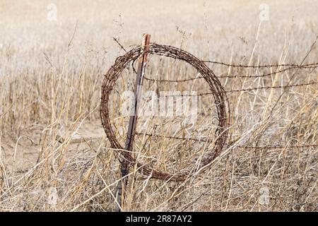 Coil of rusted barbed wire on rust covered fence post against yellow grass with rusting barb wire fencing Stock Photo