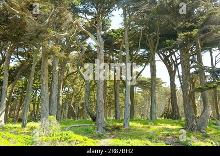 SAN FRANCISCO, CALIFORNIA - April 25, 2023: Lincoln Park, was dedicated to President Lincoln in 1909 and includes about 100 acres of the northwestern Stock Photo