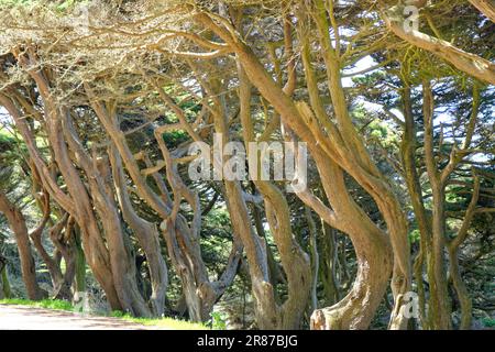 SAN FRANCISCO, CALIFORNIA - April 25, 2023: Lincoln Park, was dedicated to President Lincoln in 1909 and includes about 100 acres of the northwestern Stock Photo