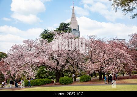 cherry blossom viewing hanami Shinjuku Gyoen park Tokyo City Honshu ...