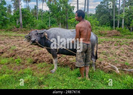 Occidental Mindoro, Philippines - June 10, 2023. An indigenous Mangyan man and his carabao (Bubalus bubalis), tilling land for a new rice field. Stock Photo