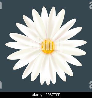 White Daisy Chamomile Flower Isolated On Charcoal Background Stock Vector