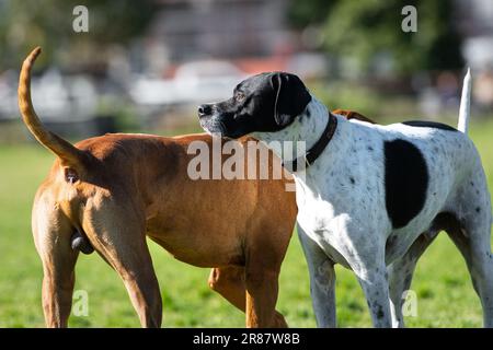 Group of dogs, different breeds, play in the park on a green grass Stock Photo