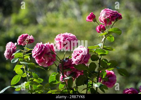 Gorgeous mass flowering of pink mauve roses in an Australian garden, closeup Stock Photo