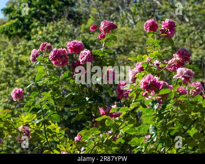 Gorgeous mass flowering of pink mauve roses in an Australian garden Stock Photo