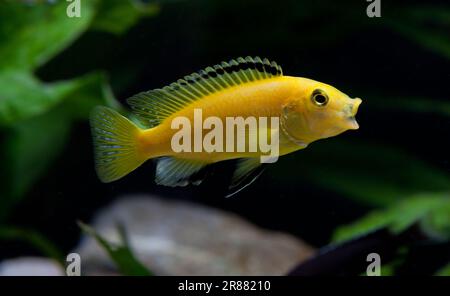 Yellow Labidochromis [ Labidochromis caeruleus ] Malawi cichlid in aquarium Stock Photo