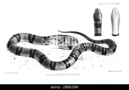 Proceedings of the London Zoological Society 1900 - Boulengerena Anulata or Banded Water Cobra by Pierre Jacques Smit (1863–1960) Stock Photo