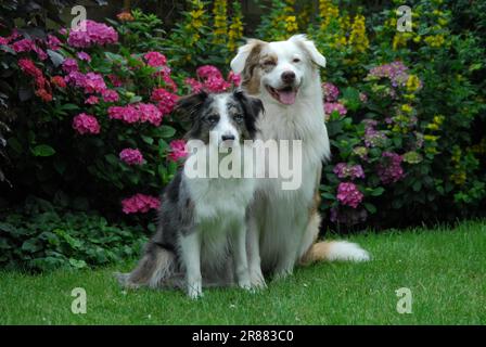 Border Collie, blue-merle, and Australian Shepherd, red-merle, sitting side by side in front of flowering hydrangea, FCI Standard No. 297 and No. Stock Photo