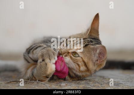 Young domestic kitten, tortie tabby with white, is lying on a rocky step, playing with a blossom of Bougainvillea, Dodecanese, Greece, kitten, Black Stock Photo