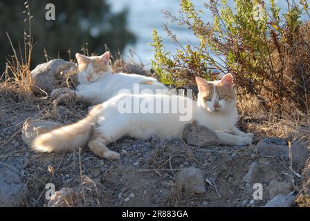 Two domestic cats, cream-tabby-white, bicolour, lying side by side on stones, Dodecanese, Greece, two cats, cream-tabby-white, resting side by side Stock Photo