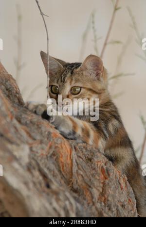 Young domestic kitten, Tortie Tabby with White, climbing up a tree, Dodecanese, Greece, kitten, Black Tortie Tabby (Torbie) and White, is climbing up Stock Photo