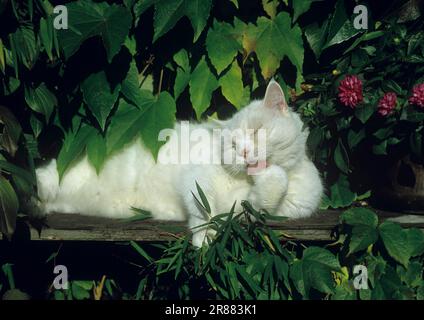 British Shorthair cat grooming herself Stock Photo