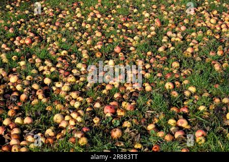 Fallen fruit, fallen apples, cider fruit in the meadow Stock Photo